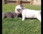 Francuski buldog 